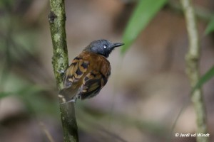 Spotted antbird