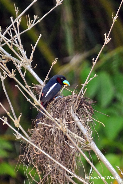 Black-and-red broadbill