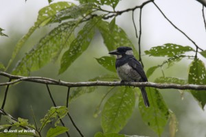 Black-breasted puffbird
