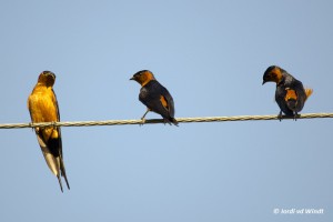 Rufous-bellied swallow