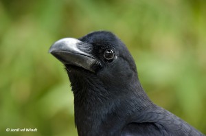 Southern jungle crow