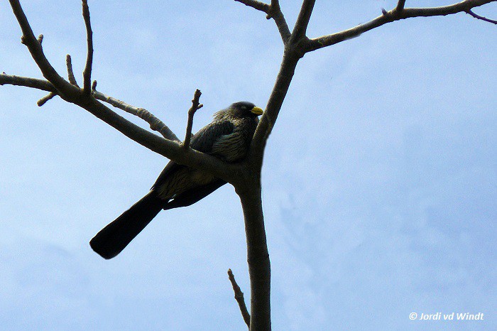 Western grey plantain-eater