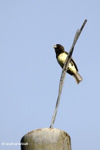 Yellow-bellied seedeater