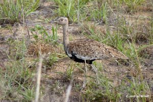 Red-crested bustard