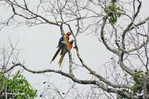 Blue-and-yellow macaws