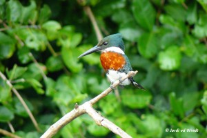 Amazon kingfisher-2