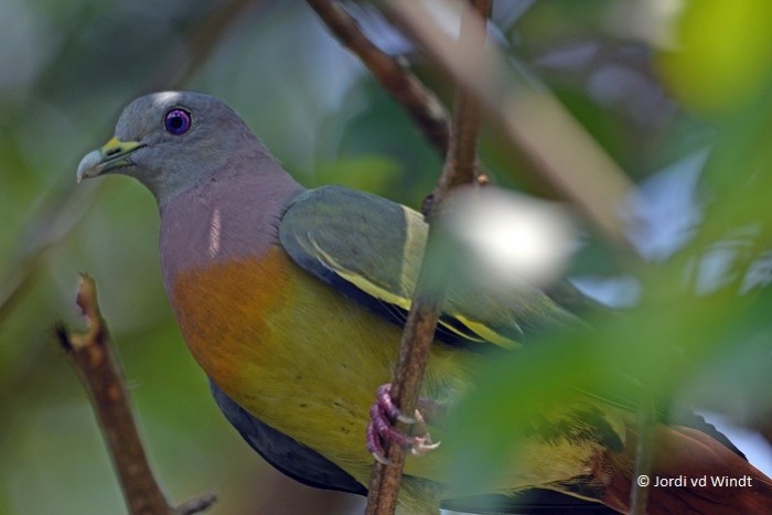 Pink-necked Green Pigeon2