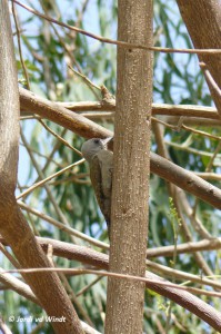 Grey woodpecker