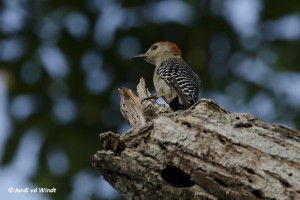 Red-crowned woodpecker-2