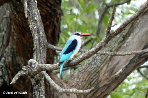 Woodland kingfisher