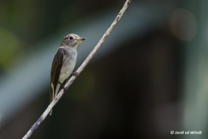 Asian brown flycatcher