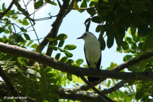Pied water tyrant