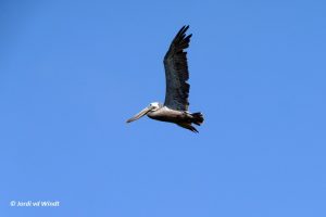 Brown pelican flying