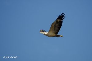 White-bellied sea eagle flying
