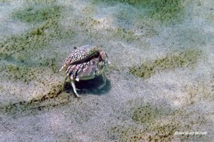 Flame-streaked box crab