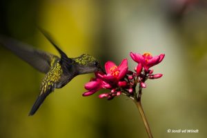 Lesser antillean crested hummingbird